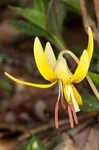 Dogtooth violet